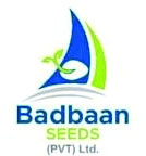 Badbaan Seeds