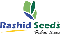 Rashid Seeds